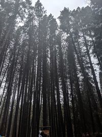 Low angle view of trees in forest