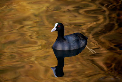 An eurasian coot in golden water