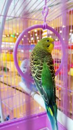 Close-up of leaf in cage