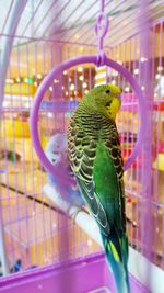 Close-up of leaf in cage