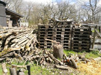 Trees against built structure
