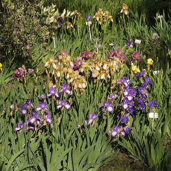 Close-up of purple flowering plants on field