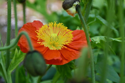 Close-up of red flower