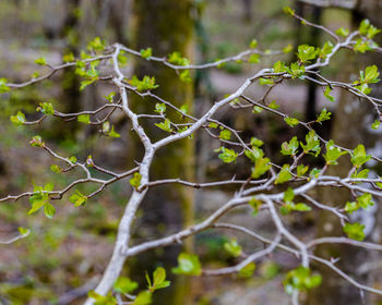 Close-up of ivy growing on tree in forest