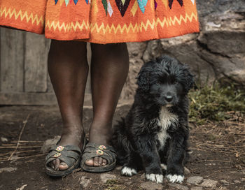 Doggy in the andes of cusco