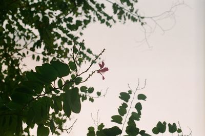 Low angle view of flowering plant against sky