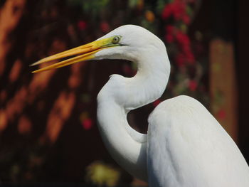 Close-up of a bird