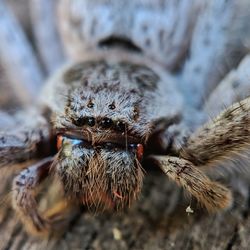 Close-up of spider