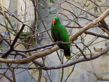 Low angle view of parrot perching on tree