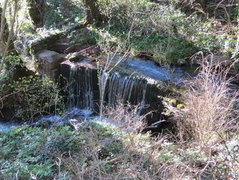 View of waterfall in forest