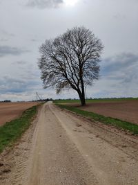 Dirt road along bare trees on field