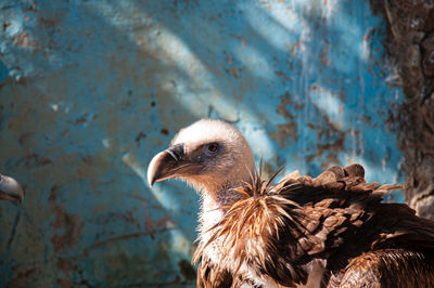 Close-up of bird