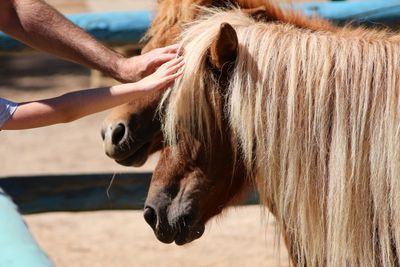 Close-up of hand feeding horse