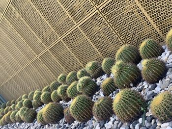 Full frame shot of plants