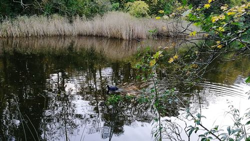 Reflection of trees in lake