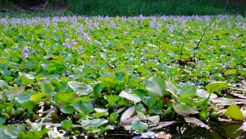 Close-up of flowering plants on field