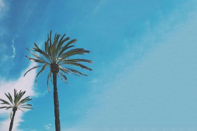 Low angle view of palm tree against clear blue sky