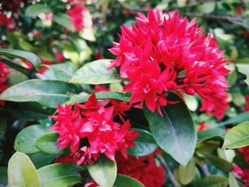 Close-up of red flowers blooming outdoors