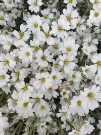 High angle view of white flowering plants