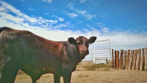 A new bull in a field against sky