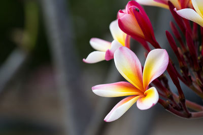 Close-up of flowers blooming outdoors