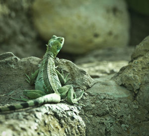 Close-up of lizard on rock