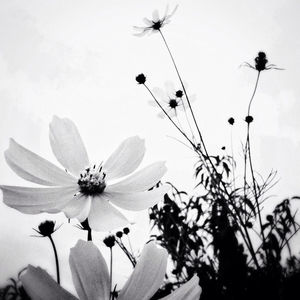 Close-up of flowers against the sky