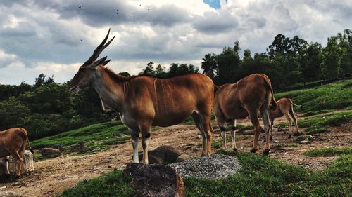 Horses standing in a field