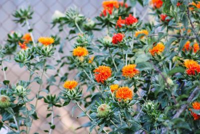 Close-up of orange flowers