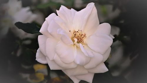 Close-up of pink flower