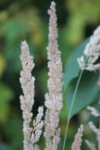 Close-up of white flowering plants on field