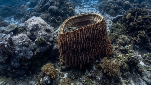 Barrel sponge coral and pufferfish at pagkilatan