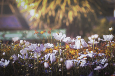 Close-up of purple crocus flowers on field