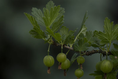 Close-up of fruits growing on tree