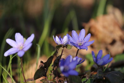 Close-up of purple crocus flowers on land