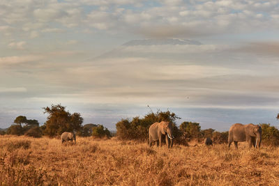 Herd of elephants in front of the kilimanjaro