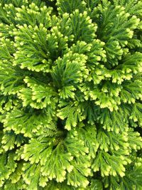 Close-up of green leaves