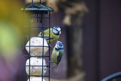 Close-up of bird perching in cage