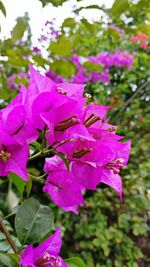 Close-up of pink bougainvillea blooming outdoors