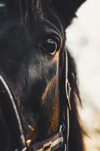 Close-up of a horse