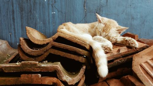 High angle view of cat sleeping