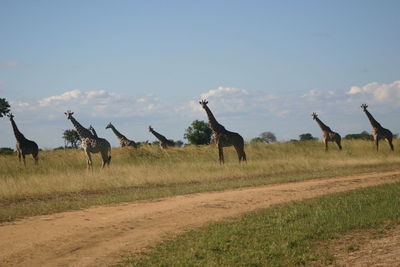 Horses grazing on field