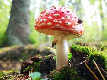 Close-up of fly agaric mushroom on field