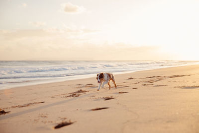Dog walking on beach