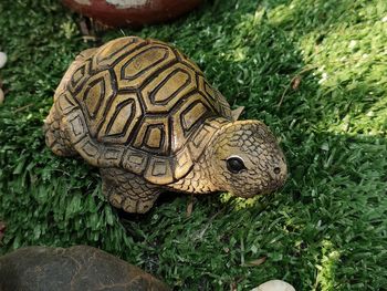 High angle view of a turtle on field