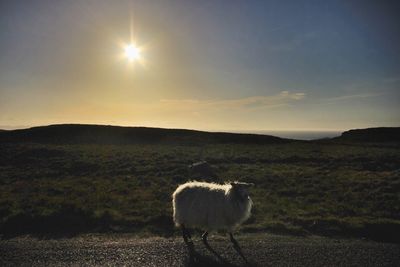 Sheep grazing on field against sky during sunset