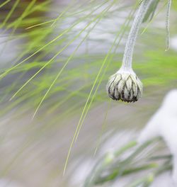 Close-up of plant