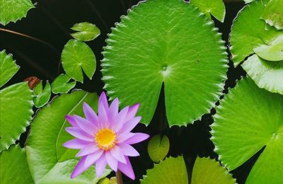 Close-up of pink water lily on leaves