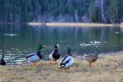 Ducks at lakeshore