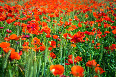 Full frame shot of red poppy flowers field